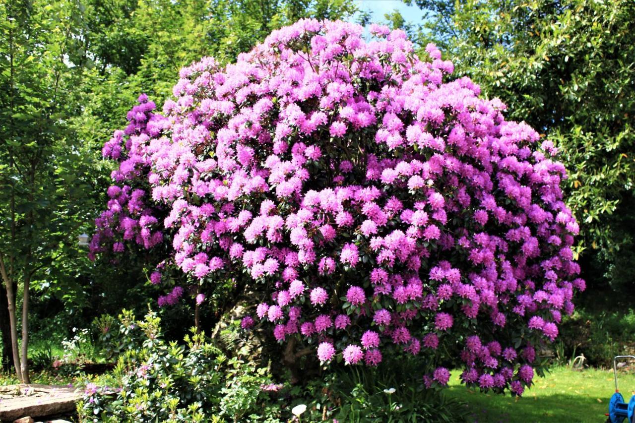 Keryerna Ar C'Haouled "Aux Hortensias" Clevacance Saint-Meen  Luaran gambar